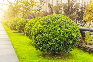 بهترین گیاهان رونده برای باغچه