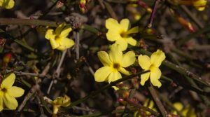 Jasminum nudiflorum