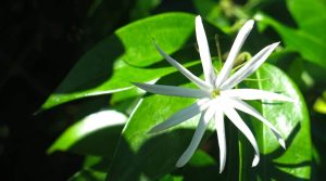 Trachelospermum asiaticum
