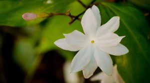 Jasminum grandiflorum