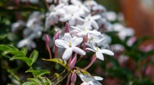 Jasminum polyanthum
