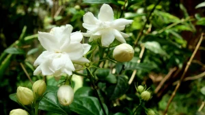 Jasminum sambac