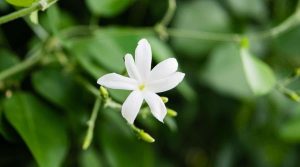 Jasminum azoricum