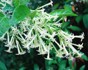 Cestrum nocturnum