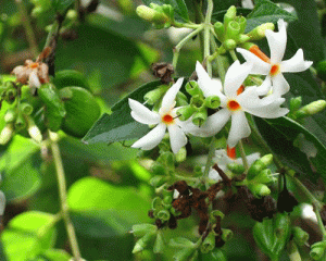 Nyctanthes arbortristis