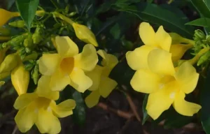 Jasminum fruticans
