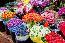 گل های رنگی طبیعی