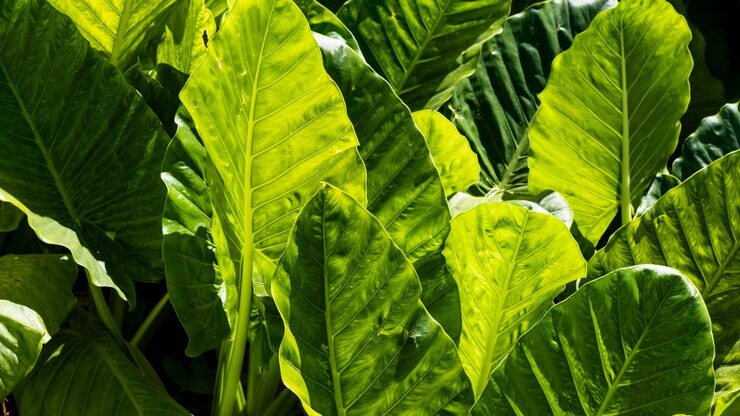 گل بابا آدم: راهنمای جامع نگهداری و مراقبت
