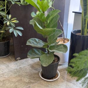 فیکوس لیراتا (Ficus Lyrata)